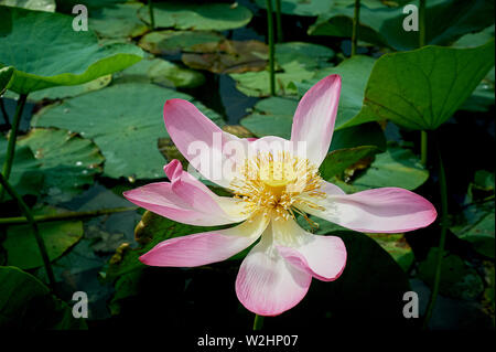 Exotisches rosa Lotus .Rotes Buch Stockfoto