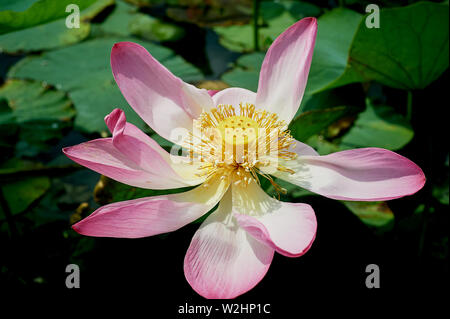 Exotisches rosa Lotus .Rotes Buch Stockfoto
