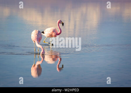 In der Nähe der Anden Flamingos in der Laguna Chaxa, atacama salar, Chile Stockfoto