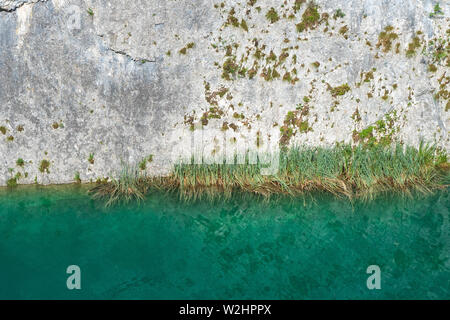 Schilf wächst im kristallklaren und türkisfarbenen Wasser eines Sees vor einer Felswand am Nationalpark Plitvicer Seen in Kroatien Stockfoto