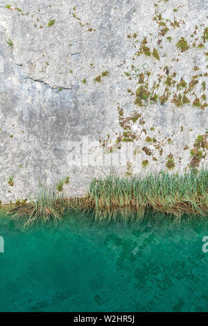 Schilf wächst im kristallklaren und türkisfarbenen Wasser eines Sees vor einer Felswand am Nationalpark Plitvicer Seen in Kroatien Stockfoto