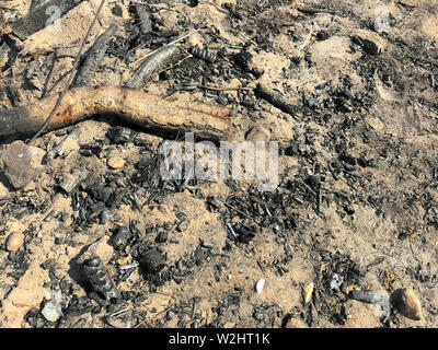 Erloschene Lagerfeuer, verkohlten Zweigen, Esche. Stockfoto