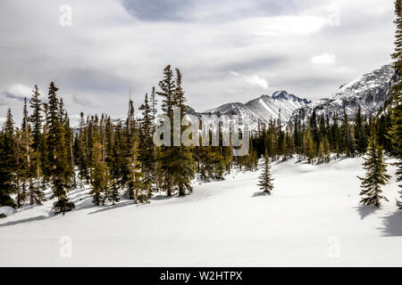 Frisch gefallenen Schnee auf dem Boden als Longs Peak towers über die Kiefer- und immergrünen Bäumen im Rocky Mountain National Park Stockfoto