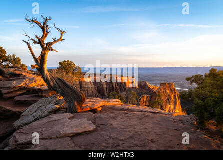 Tot Wacholder bei Sonnenaufgang in Colorado National Monument in Grand Junction Colorado Stockfoto