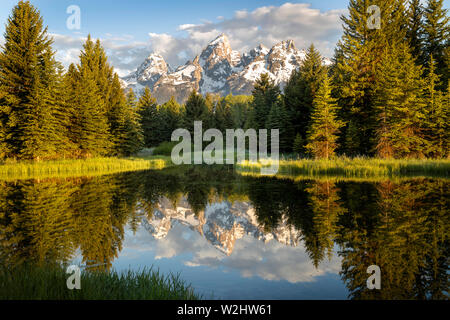 Morgen auf der Biber Teich am Schwabacher Landung im Grand Teton National Park Stockfoto