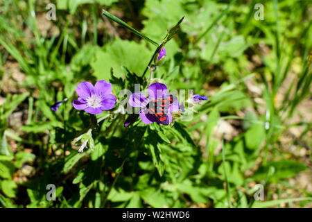 Die six-spot Burnet (Zygaena Filipendulae) auf einem hellen Blume. Stockfoto