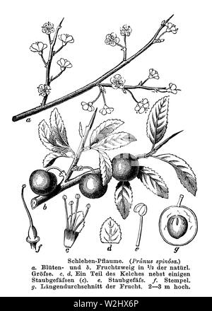 , Prunus Spinosa, anonym (Botanik Buch, 1884) Stockfoto