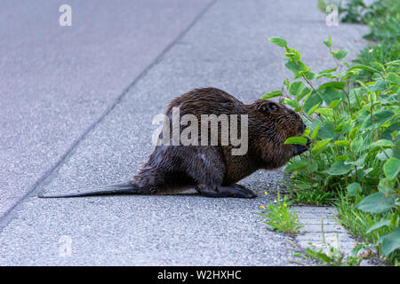 Bild der Biber an der Seite der Straße essen der Green Bush Stockfoto