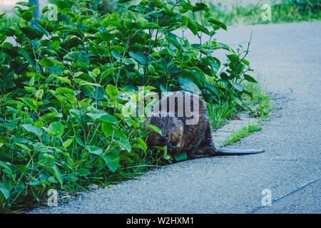 Bild der Biber an der Seite der Straße essen der Green Bush Stockfoto