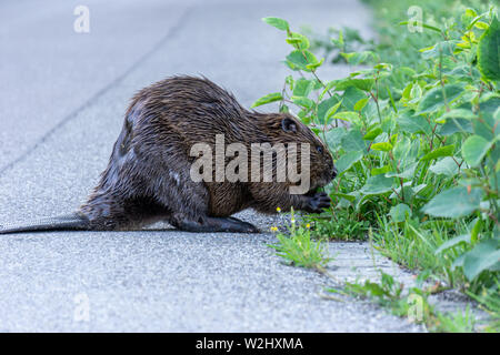 Bild der Biber an der Seite der Straße essen der Green Bush Stockfoto
