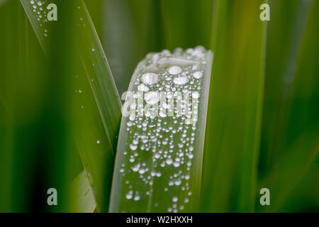 Wasser dropplets auf ein Blatt in den Morgen. Es wurde in Rumänien aufgenommen. Stockfoto