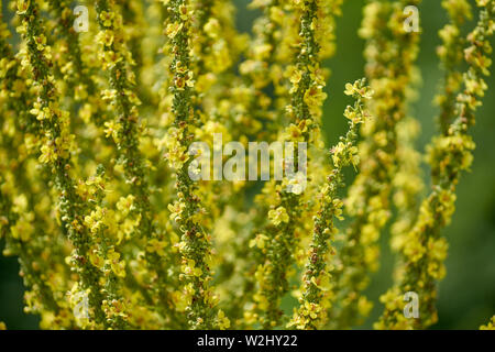 Königskerze Blume in voller Blüte Molène nigrum große Königskerze gemeinsame Königskerze samt Anlage Stockfoto