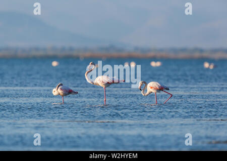 Drei natürliche Flamingos (phoenicopterus Roseus) in Wasser Stockfoto