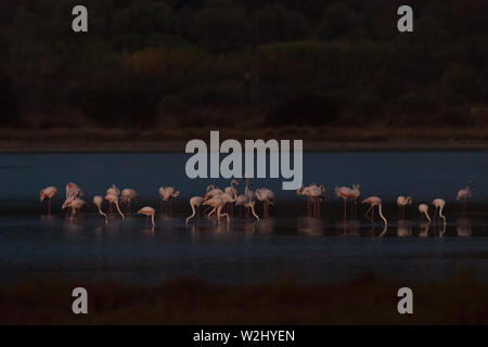 Viele Flamingos (phoenicopterus Roseus) in Wasser in der Nacht Stockfoto