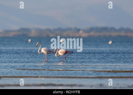 Zwei Flamingos (phoenicopterus Roseus) im Wasser waten. Stockfoto