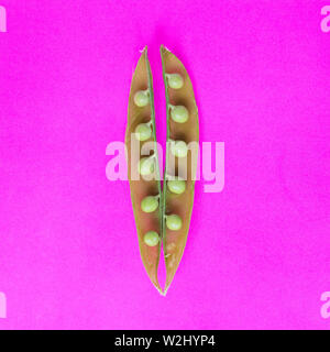 Ein frisch Green pea Pods auf ein leuchtend rosa Hintergrund ausgewählt Stockfoto