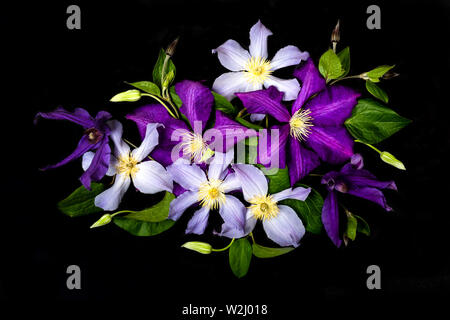 Schönen lila Blumen auf schwarzem Hintergrund. Sommer florale Komposition. Stockfoto