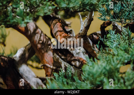 Bis die Nahaufnahmen der Filialen von einem Bonsai Pine Tree Stockfoto