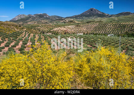 Olivenhaine, Sierra Ahillos in der Entfernung, in der Nähe von Antequera, Provinz Jaen, Andalusien, Spanien Stockfoto
