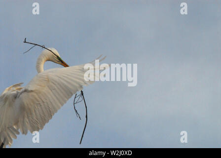 Nestbau erfordert diese wunderschöne Great American Egret mit einem großen Zweig zu fliegen. In Florida, USA fotografiert. Beachten Sie die passende Maske. Stockfoto