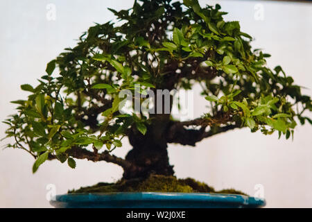 Großen japanischen Ahorn Bonsai Baum Stockfoto