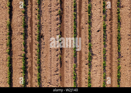 Luftaufnahme der angebauten Soja Feld als abstrakt Hintergrund, Soja Plantage von Drone pov, Ansicht von oben Stockfoto