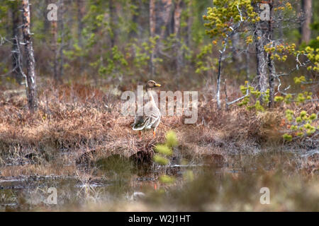 Wald - Zucht bean Goose (Anser fabalis fabalis) Unterarten. Diese Gans ist einfach in den Wald, die für andere tiefland Gees ungewöhnliche eindringen kann Stockfoto