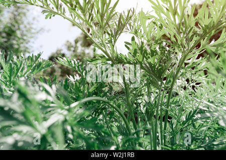 Gemeinsame Wermut in Garten, mit selektiven Fokus schließen Stockfoto