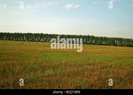 Eine Herde von saatkrähen auf einer geneigten Feld im Herbst, Russland Stockfoto