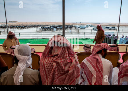 Al Dhafra camel Festival in der Nähe von Madinat Zayed in Abu Dhabi, VAE Stockfoto