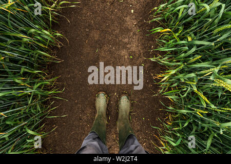 Landwirt in Gummistiefel zu Fuß durch die Muddy Weizenfeld und die Untersuchung der Entwicklung von Getreide nach starkem Regen, Ansicht von oben Stockfoto