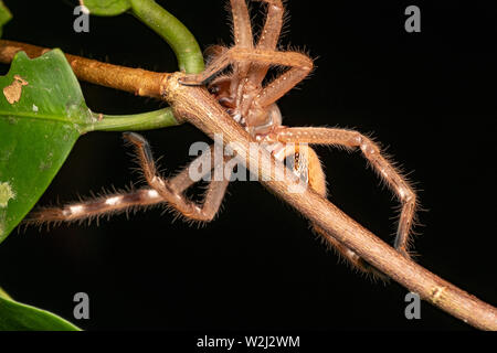 Abzeichen Huntsman Spider, Neosparassus sp., auf der Jagd nach Beute in einem Baum im tropischen Regenwald, Queensland, Australien Stockfoto