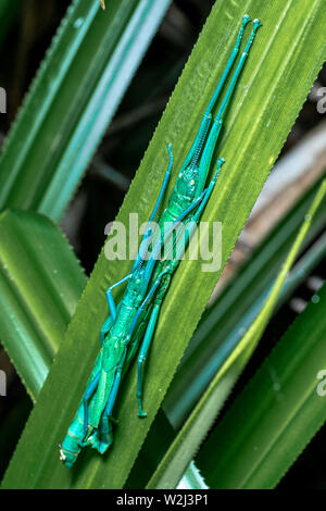 Megacrania batesii, die peppermint Stick Insect, nur in einem kleinen Teil des Daintree rainforst, Queensland, Australien gefunden Stockfoto