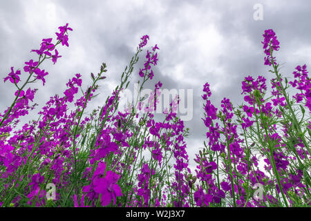 Lila Unkraut Wildblumen wachsen in der Wiese, Low Angle View Stockfoto