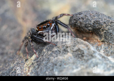 Hasarius adansoni, Haus jumper Adanson's, ist eine gemeinsame jumping Spider in warmen Klimazonen weltweit gefunden Stockfoto