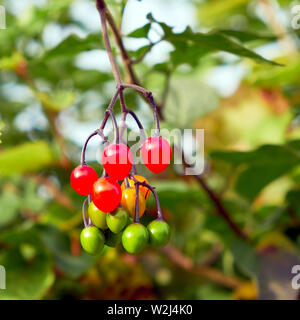 Die giftige rote orange und grüne Beeren der Bittersüße oder klettern Nachtschatten (Solanum dulcamara) zunehmend durch viele Hecken in der Annan Bereich Stockfoto