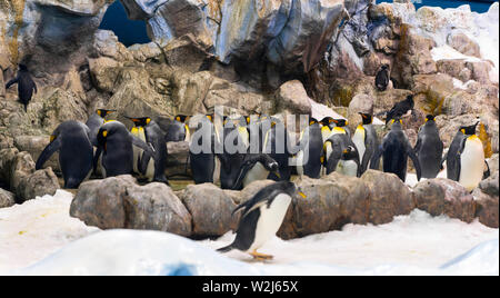 Kaiserpinguine (Aptenodytes Patagonicus) bei Planet Penguin Aquarium, Loro Parque, Teneriffa, Kanarische Inseln, Spanien Stockfoto