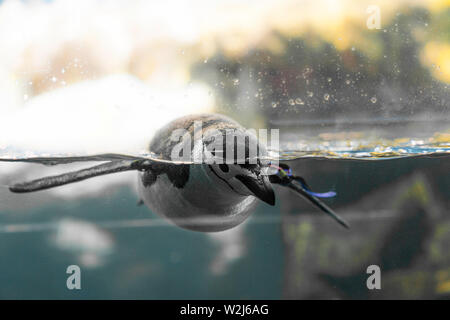 Planet Pinguin Aquarium, Loro Parque, Teneriffa, Kanarische Inseln, Spanien Stockfoto