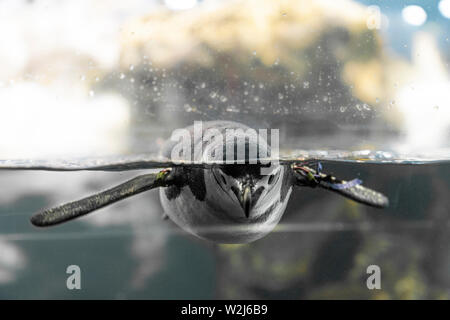 Planet Pinguin Aquarium, Loro Parque, Teneriffa, Kanarische Inseln, Spanien Stockfoto