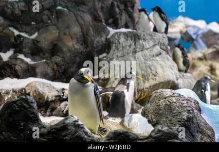 Planet Pinguin Aquarium, Loro Parque, Teneriffa, Kanarische Inseln, Spanien Stockfoto