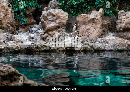 Planet Pinguin Aquarium, Loro Parque, Teneriffa, Kanarische Inseln, Spanien Stockfoto