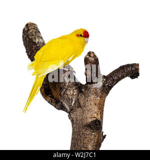 Rot gekrönter gelb Kakariki Vogel, sitzt seitlich am Zweig des Baumes. Auf weissem Hintergrund. Stockfoto