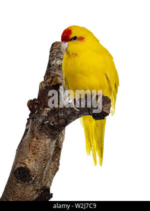 Rot gekrönter gelb Kakariki Vogel, sitzt seitlich am Zweig des Baumes. Auf weissem Hintergrund. Stockfoto