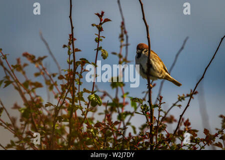 UK Feldsperling Passer montanus Rote Liste Vögel Stockfoto