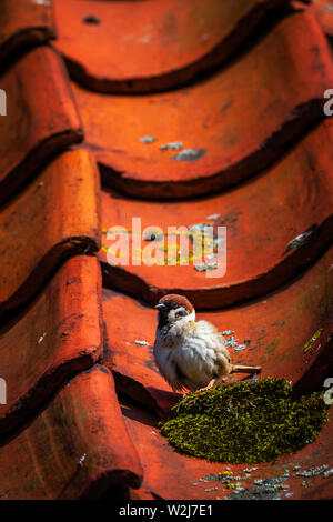 UK Feldsperling Passer montanus Rote Liste Vögel Stockfoto