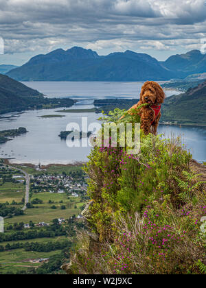 Eine junge Cockapoo auf einem Stein saß bei einem Spaziergang in den Bergen von Schottland Stockfoto