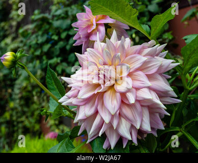Foto einer rosa und Weiße Dahlie Blume in voller Blüte von grünen Blättern umgeben. Stockfoto