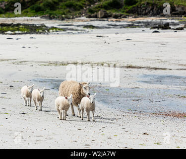 Ein Schaf und seine Lämmer in der Sonne an einem Sandstrand auf der Insel von Muck, der Teil der kleinen Inseln der Inneren Hebriden, Schottland Stockfoto