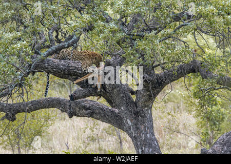 Leopard mit kill auf einen Baum im Krüger Nationalpark, Südafrika; Specie Panthera pardus Familie der Felidae Stockfoto