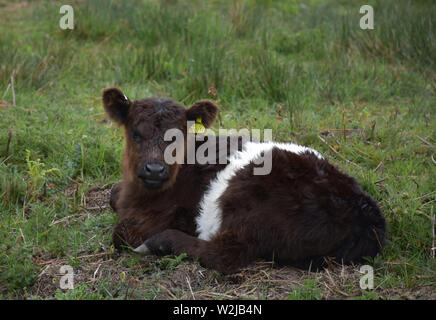 Shaggy Belted Galloway Kalb auf die Mauren. Stockfoto